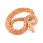 Albino Bullsnake