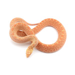 Albino Bullsnake