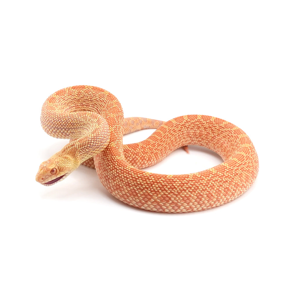 Albino Bullsnake