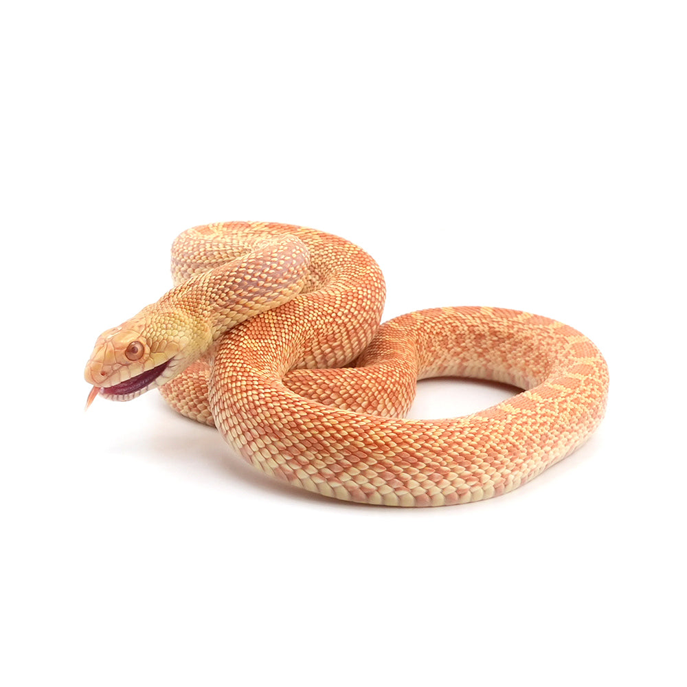 Albino Bullsnake