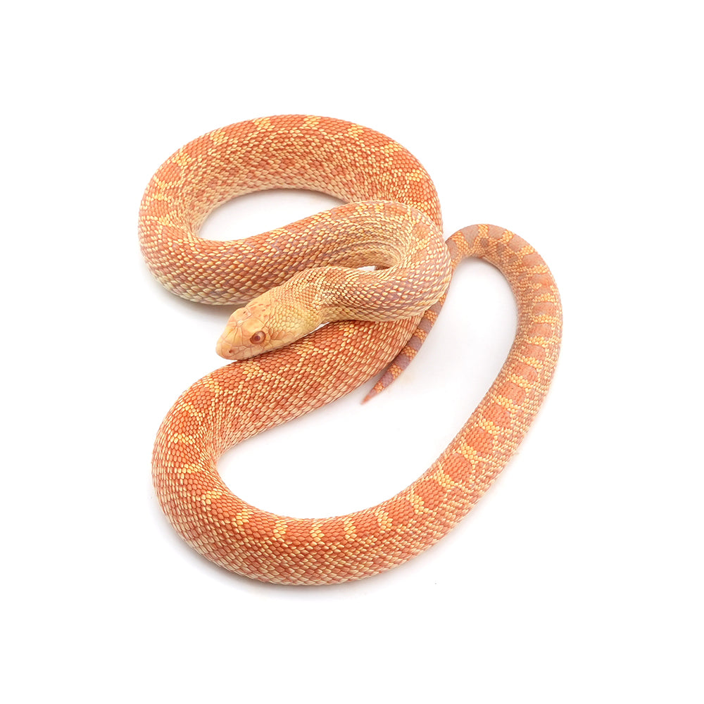 Albino Bullsnake