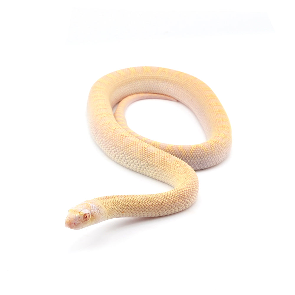 Albino Bullsnake