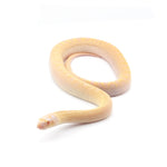 Albino Bullsnake