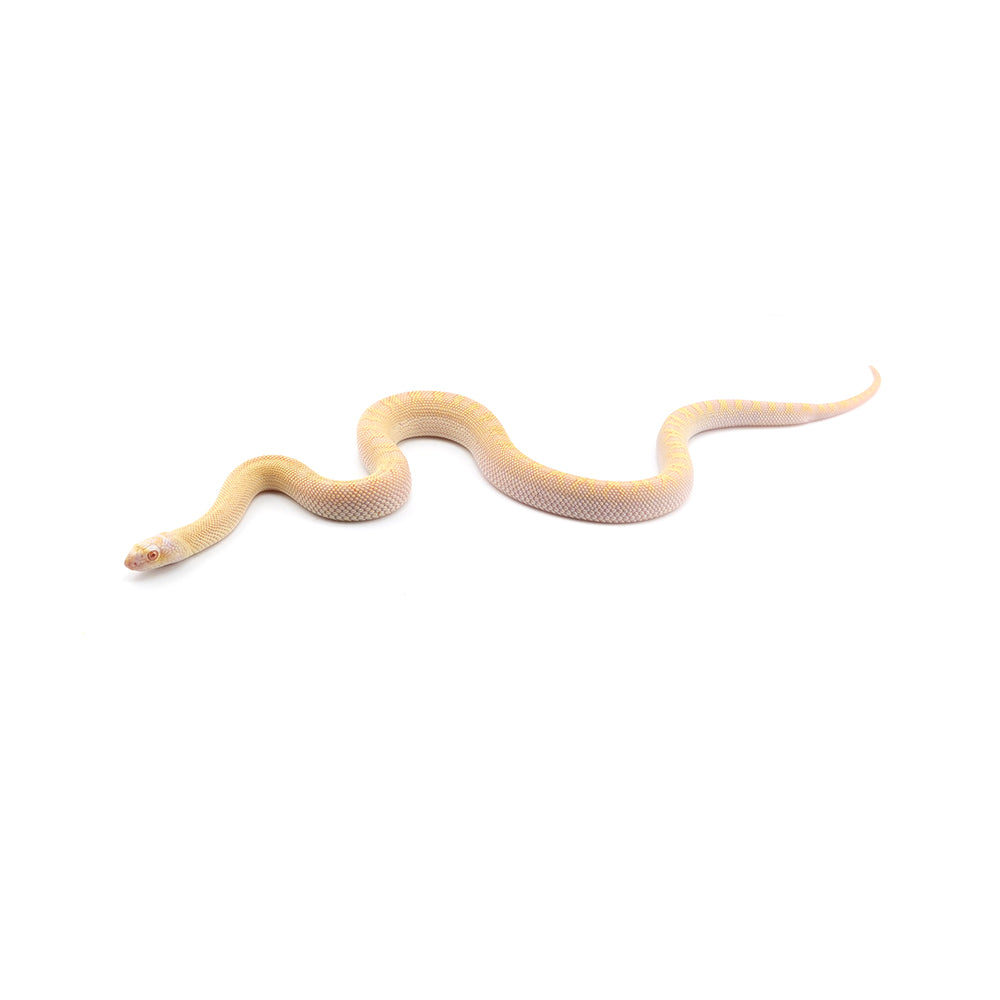 Albino Bullsnake
