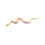 Albino Bullsnake