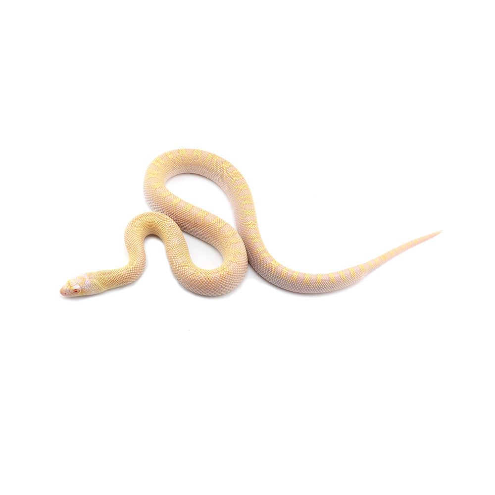 Albino Bullsnake