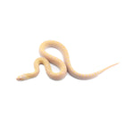 Albino Bullsnake