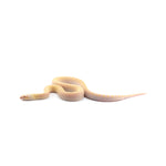 Albino Bullsnake
