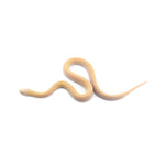 Albino Bullsnake