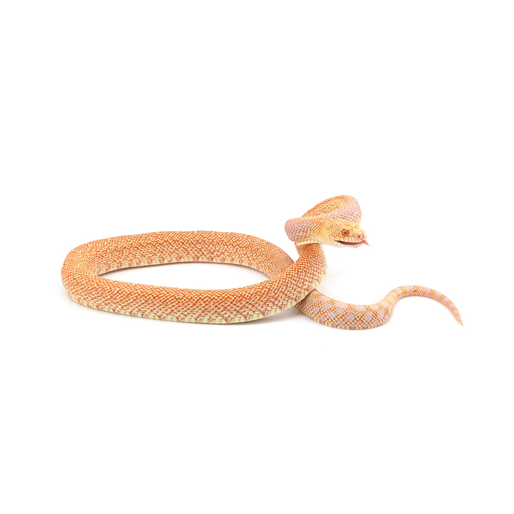 Albino Bullsnake