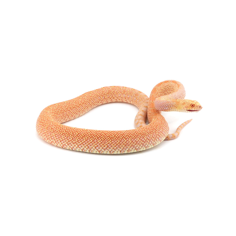 Albino Bullsnake