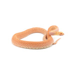 Albino Bullsnake