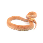 Albino Bullsnake
