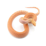 Albino Bullsnake