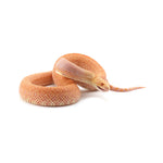 Albino Bullsnake