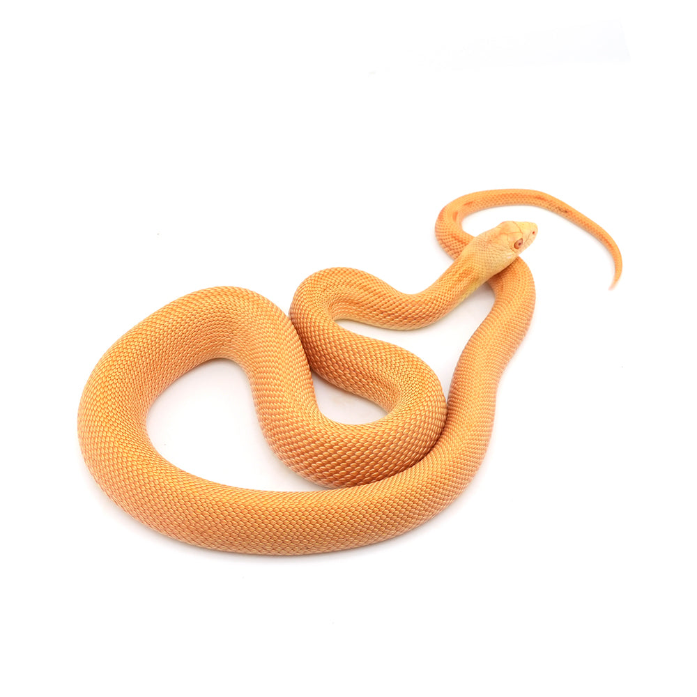 Albino Patternless Bullsnake