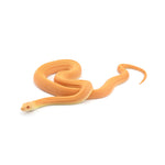 Albino Patternless Bullsnake