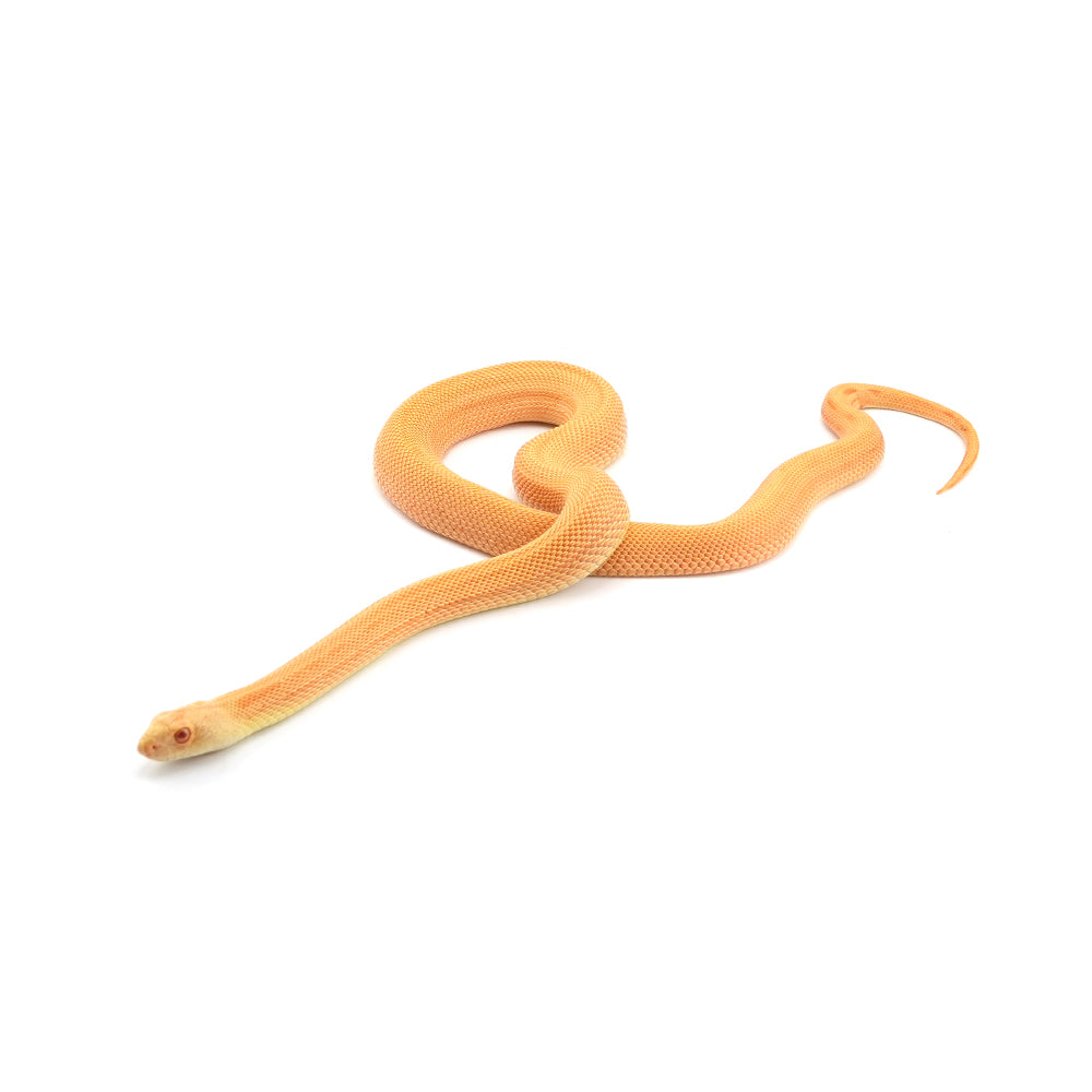Albino Patternless Bullsnake