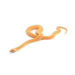Albino Patternless Bullsnake