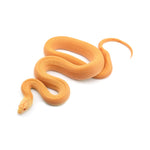 Albino Patternless Bullsnake