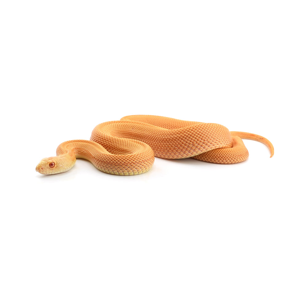 Albino Patternless Bullsnake