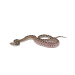 Axanthic Bullsnake