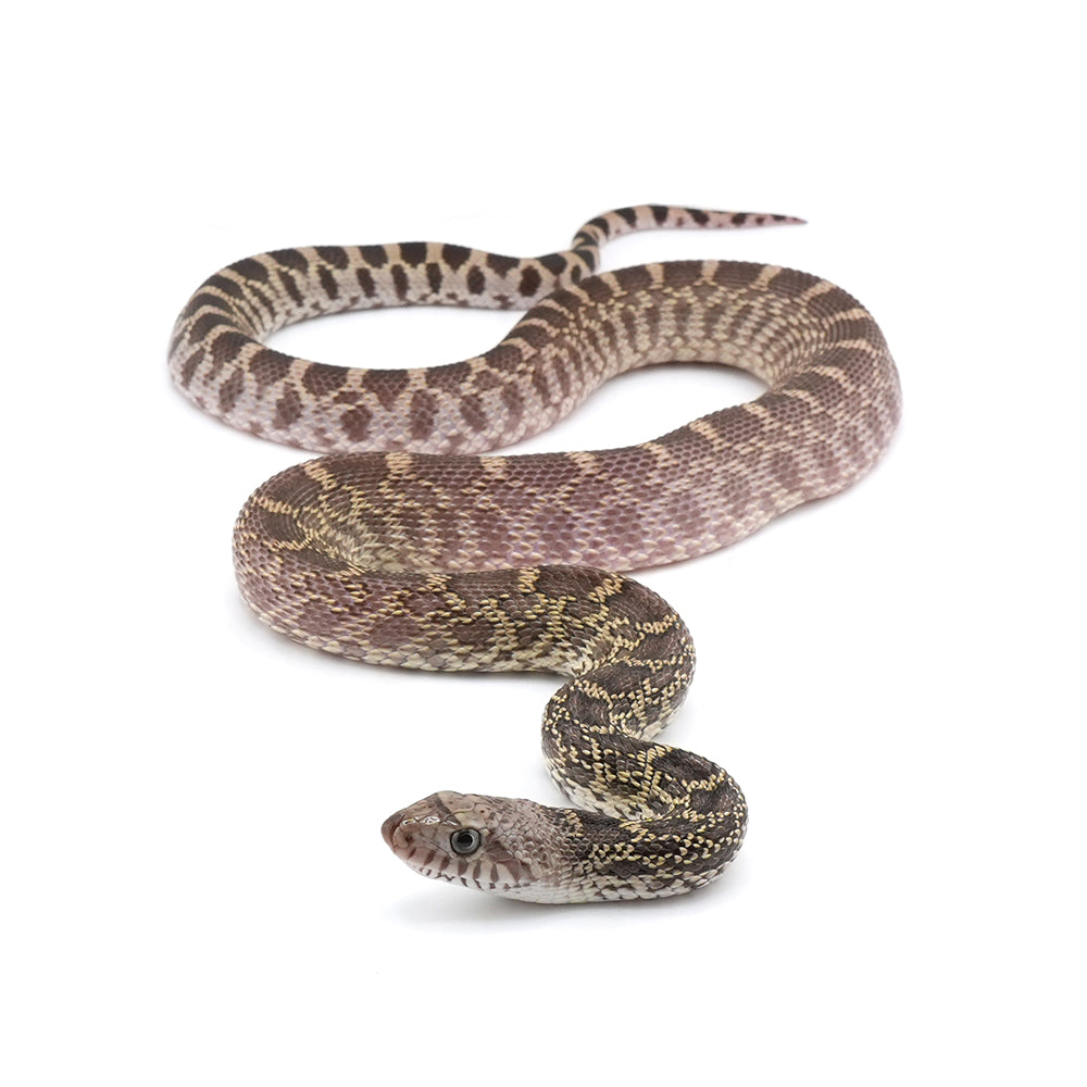 Axanthic Bullsnake