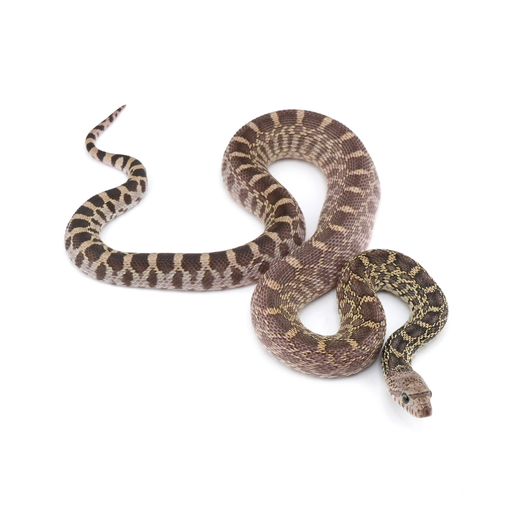 Axanthic Bullsnake