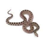 Axanthic Bullsnake
