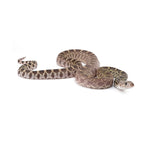 Axanthic Bullsnake
