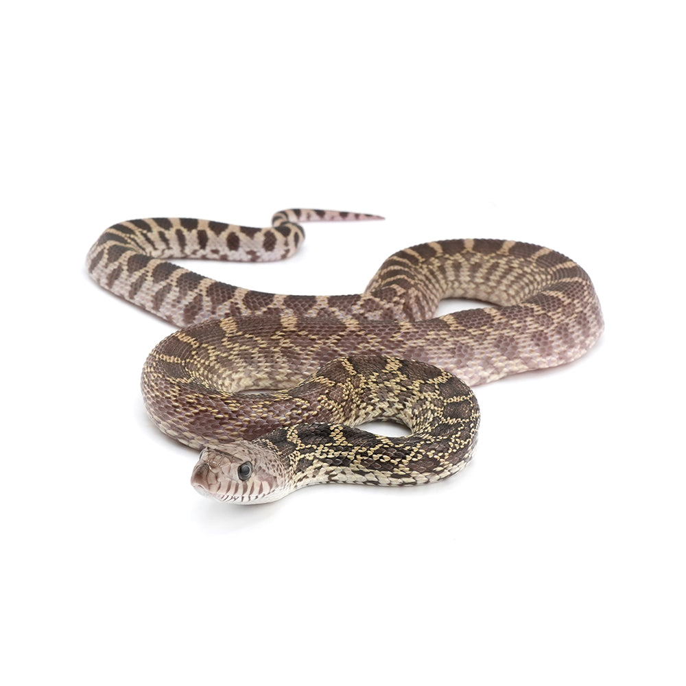 Axanthic Bullsnake