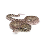 Axanthic Bullsnake