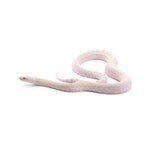 Hypo Snow Bullsnake