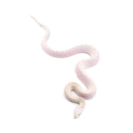 Hypo Snow Bullsnake