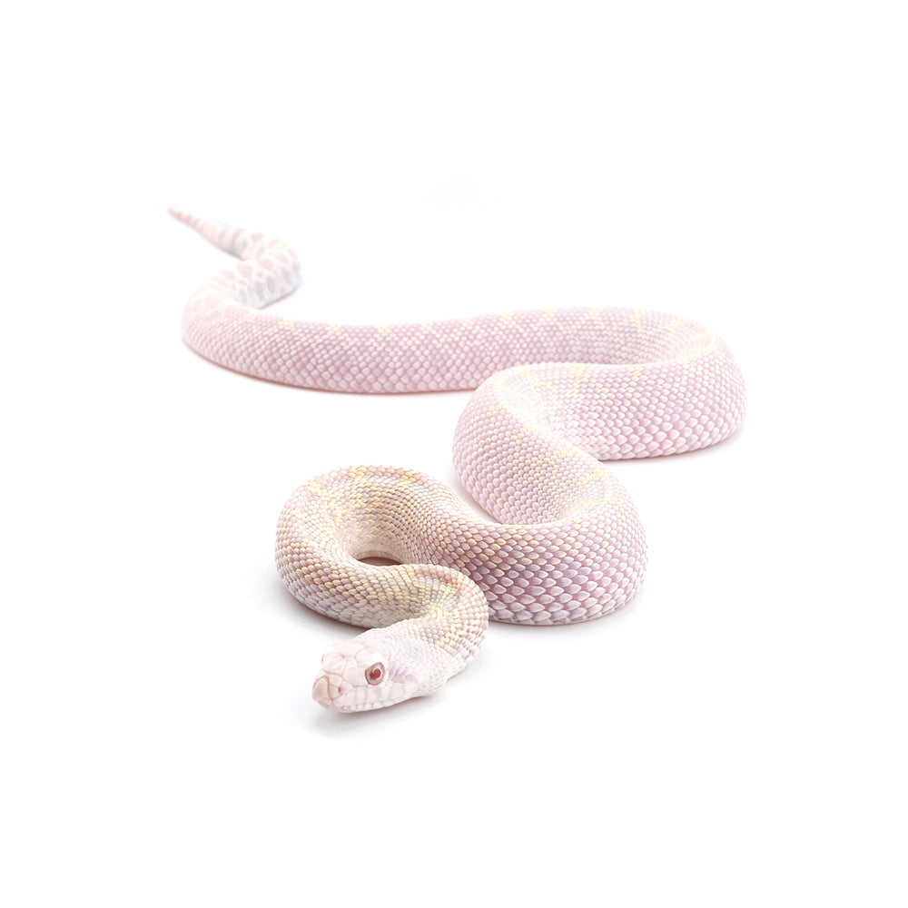 Hypo Snow Bullsnake