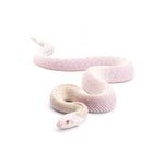 Hypo Snow Bullsnake