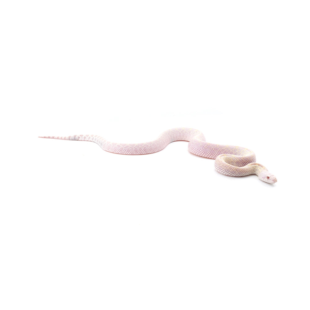 Hypo Snow Bullsnake