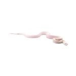 Hypo Snow Bullsnake