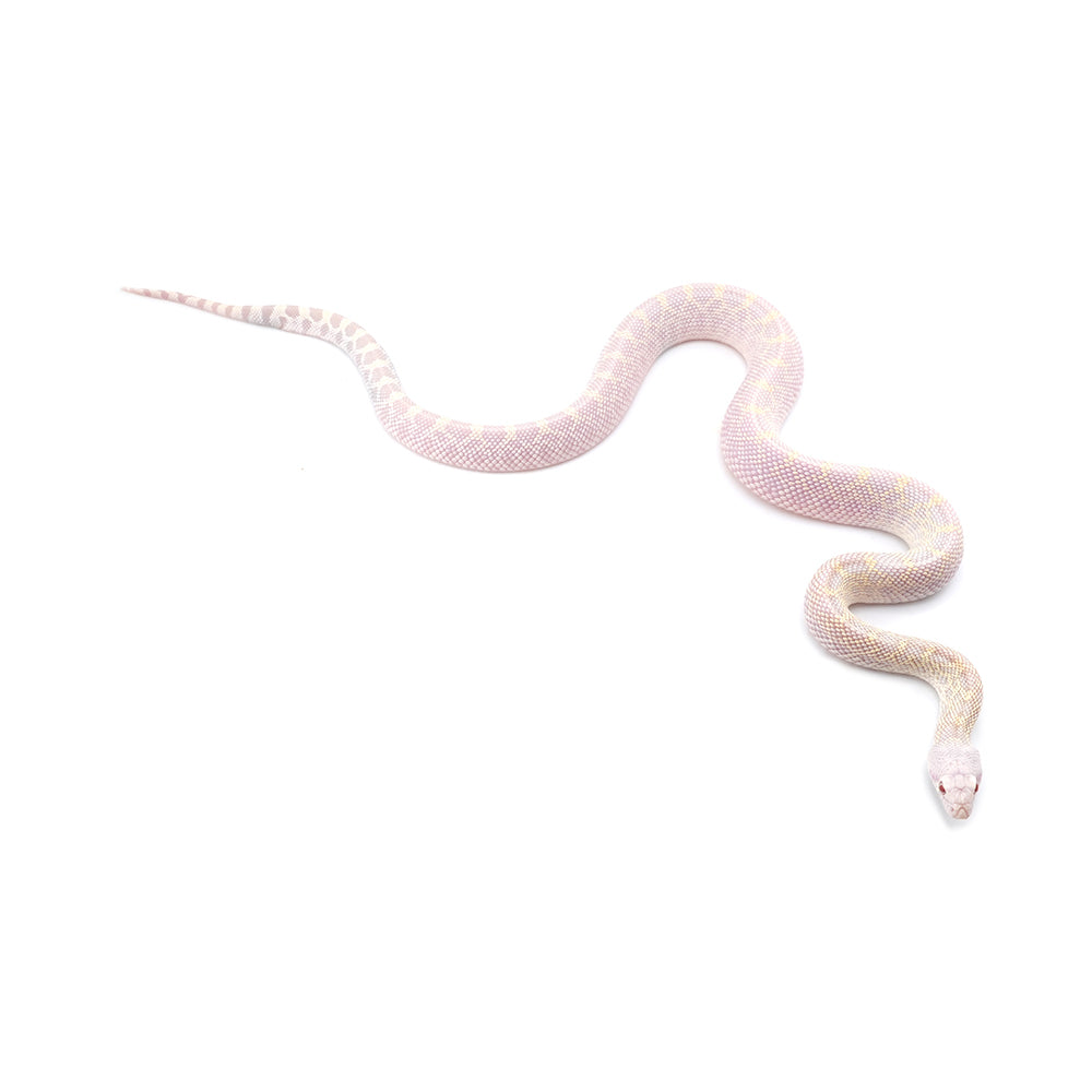 Hypo Snow Bullsnake