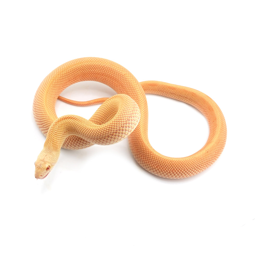 Albino Patternless Bullsnake