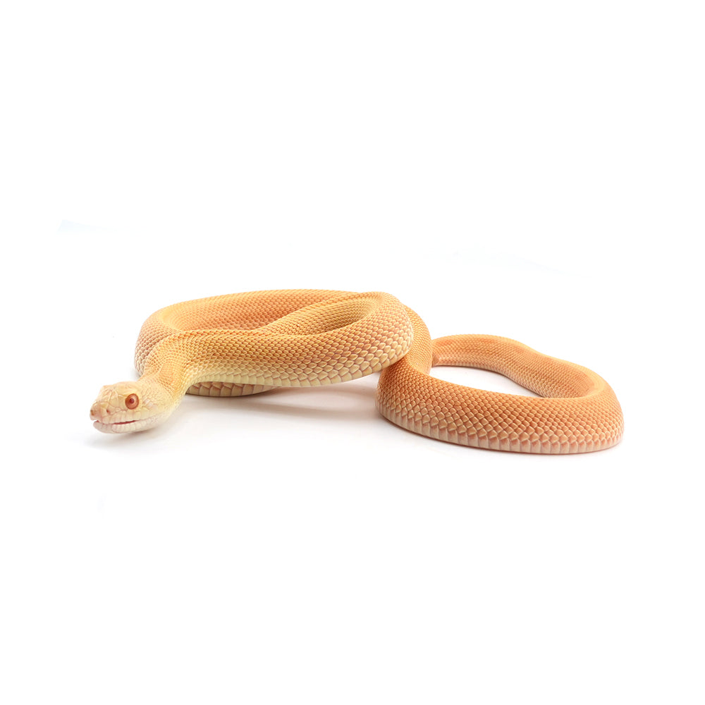 Albino Patternless Bullsnake