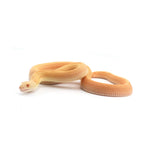 Albino Patternless Bullsnake