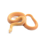 Albino Patternless Bullsnake