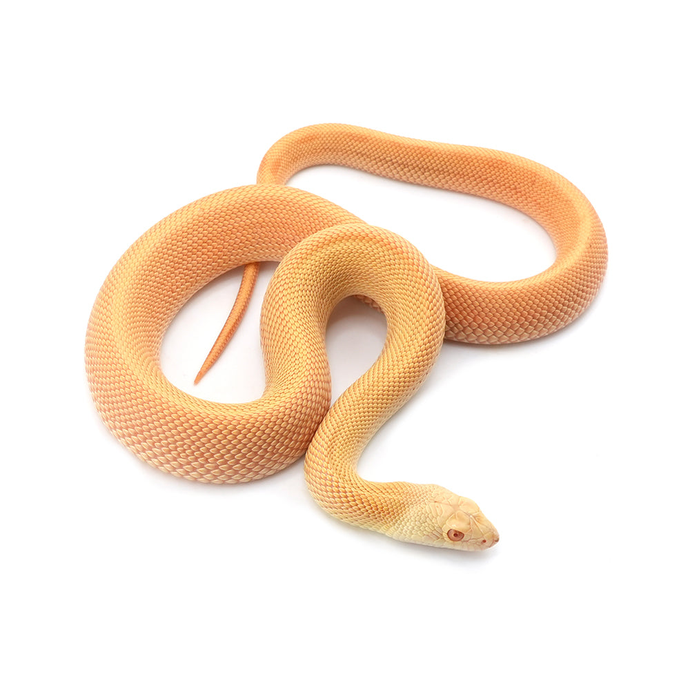 Albino Patternless Bullsnake