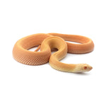 Albino Patternless Bullsnake