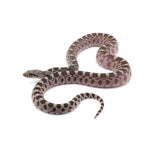 Axanthic Bullsnake