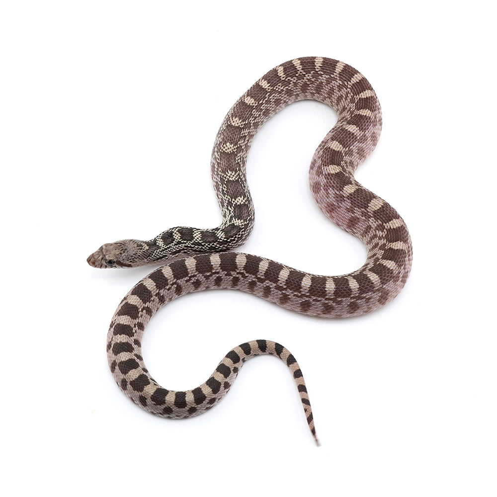 Axanthic Bullsnake