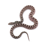 Axanthic Bullsnake