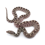 Axanthic Bullsnake