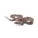 Axanthic Bullsnake